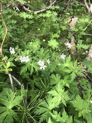 Geranium krylovii