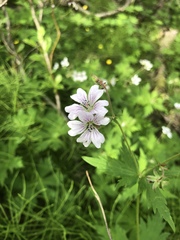 Geranium krylovii