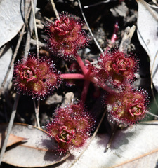 Drosera stolonifera