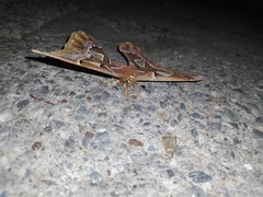 Rothschildia cinctus