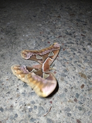 Rothschildia cinctus