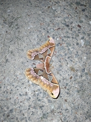 Rothschildia cinctus