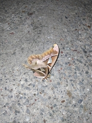 Rothschildia cinctus