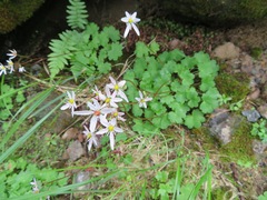 Saxifraga fortunei alpina