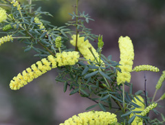 Acacia drummondii