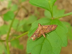 Ischnurges gratiosalis