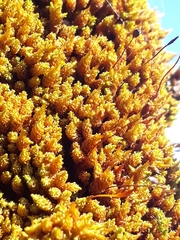 Macromitrium longipes