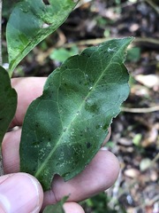 Elaeocarpus obovatus