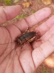 Tarbinskiellus portentosus