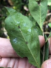 Elaeocarpus obovatus