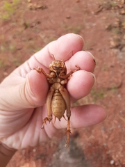 Tarbinskiellus portentosus