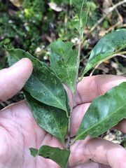 Elaeocarpus obovatus