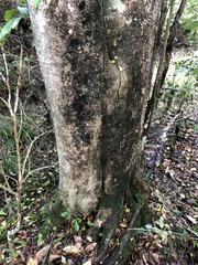 Elaeocarpus obovatus