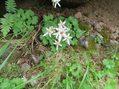 Saxifraga fortunei alpina