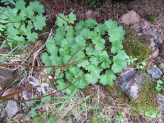 Saxifraga fortunei alpina