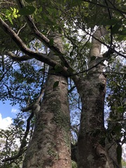 Elaeocarpus obovatus