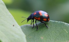 Labidomera suturella