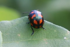 Labidomera suturella