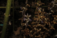 Orobanche cumana