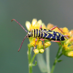 Megacyllene robiniae