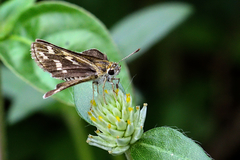 Taractrocera maevius