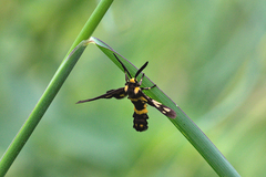Ceryx incipiens