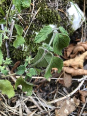Clinopodium caucasicum