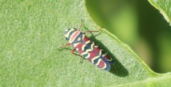 Agrosoma placetis