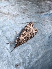 Eudonia truncicolella