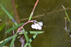 Andromeda polifolia glaucophylla