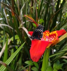 Chlosyne janais marianna