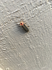 Photinus pyralis