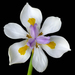 Irises Sudafricanas - Photo (c) James Gaither, algunos derechos reservados (CC BY-NC-ND)