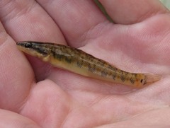 Etheostoma spilotum