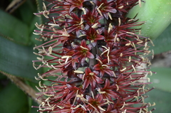 Agave dasylirioides