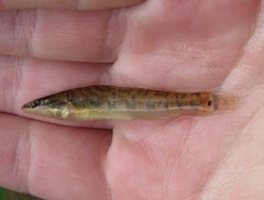 Etheostoma spilotum