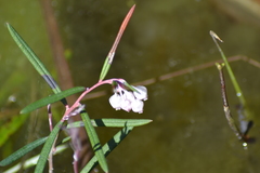 Andromeda polifolia glaucophylla