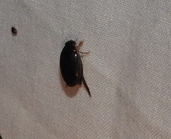 Thermonectus intermedius