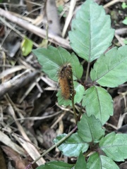 Spilarctia subcarnea