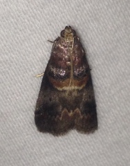 Acrobasis angusella