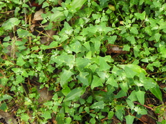 Chenopodium trigonon stellulatum