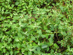 Chenopodium trigonon stellulatum