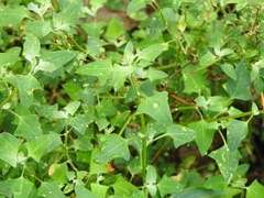 Chenopodium trigonon stellulatum