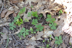 Anemonoides quinquefolia