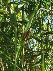 Sphecius convallis