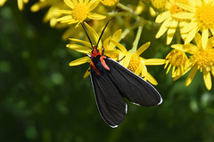 Ctenucha multifaria