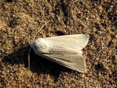 Copablepharon viridisparsa