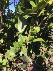 Ottoschulzia rhodoxylon