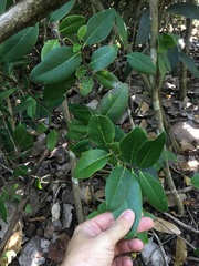 Ottoschulzia rhodoxylon