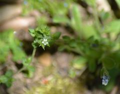 Arenaria serpyllifolia